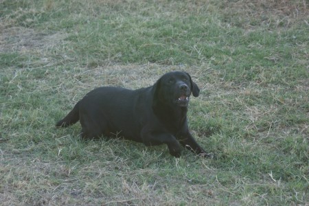 Altra foto di Kevinklain  